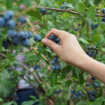 Cómo cultivar arándanos en Zona 3 de clima frío