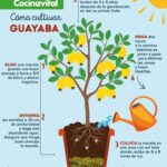 Cómo cultivar árboles de guayaba a partir de semillas en casa