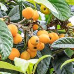 Cómo cultivar árboles de níspero y sus frutos