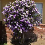 Cómo cultivar arbustos de Brunfelsia paso a paso