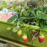 Cómo cultivar arbustos de fresa en tu jardín de forma adecuada