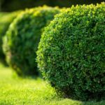 Cómo cultivar arbustos siempreverdes en climas fríos