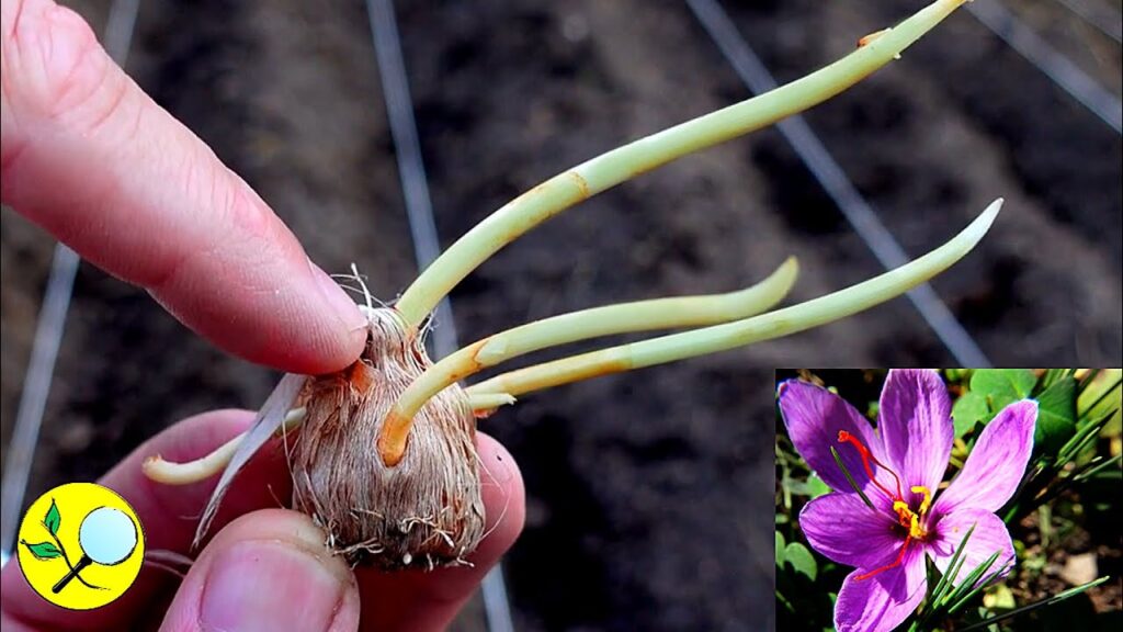 Cómo cultivar azafrán de forma exitosa en espacios interiores