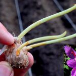 Cómo cultivar azafrán de forma exitosa en espacios interiores