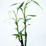 Cómo cultivar bambú negro de forma adecuada