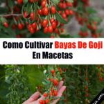 Cómo cultivar bayas de goji en macetas de forma exitosa