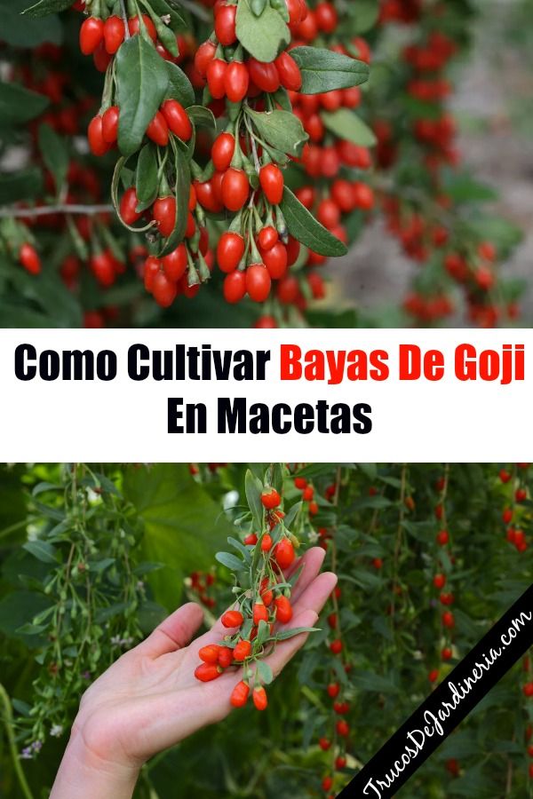 Cómo cultivar bayas de goji en macetas de forma exitosa