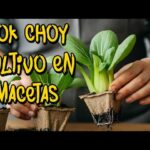 Cómo cultivar bok choy en macetas de forma exitosa