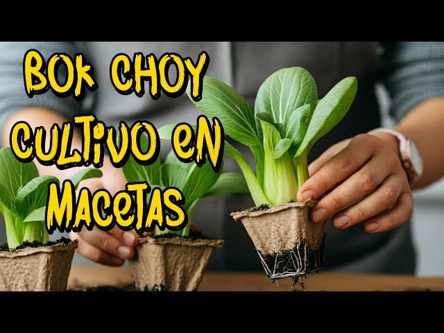 Cómo cultivar bok choy en macetas de forma exitosa