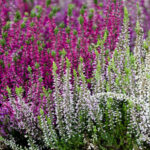 Cómo cultivar brezo y lavanda juntos en el jardín