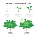 Cómo cultivar brócoli baby en distintas etapas de crecimiento