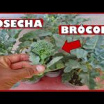 Cómo cultivar brócoli en macetas de 5 galones de manera exitosa