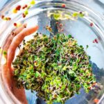 Cómo cultivar brotes de brócoli morado en casa