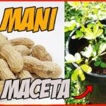 Cómo cultivar cacahuetes de forma sencilla en macetas