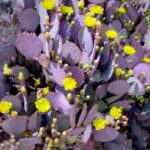 Cómo cultivar cactus morados de floración violeta