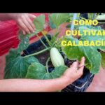 Cómo cultivar calabacín de forma exitosa en macetas