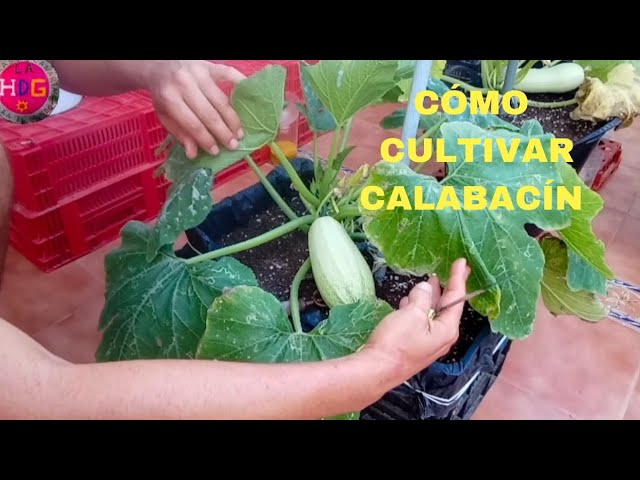 Cómo cultivar calabacín de forma exitosa en macetas