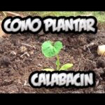 Cómo cultivar calabacín scallop en tu propia huerta
