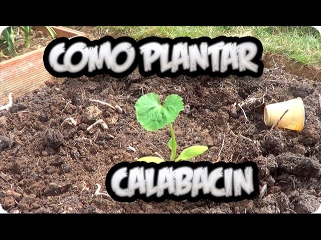 Cómo cultivar calabacín scallop en tu propia huerta