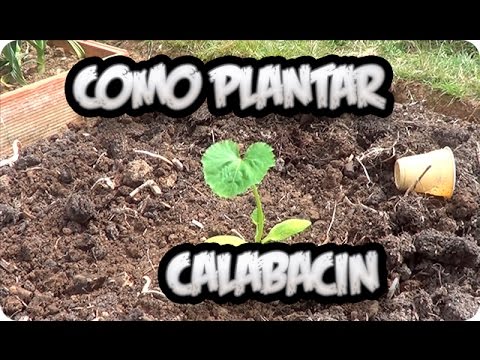 Cómo cultivar calabacines dorados en el jardín fácilmente