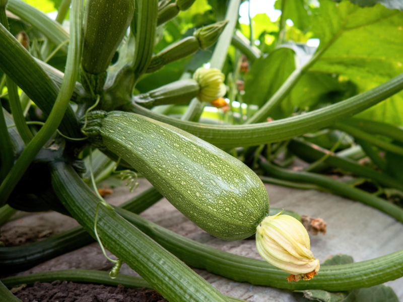 Cómo cultivar calabacines en enrejados de forma exitosa