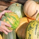 Cómo cultivar calabaza squash en tu jardín de manera exitosa