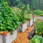 Cómo cultivar calabazas en camas elevadas de forma efectiva