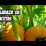 Cómo cultivar calabazas en macetas de forma exitosa