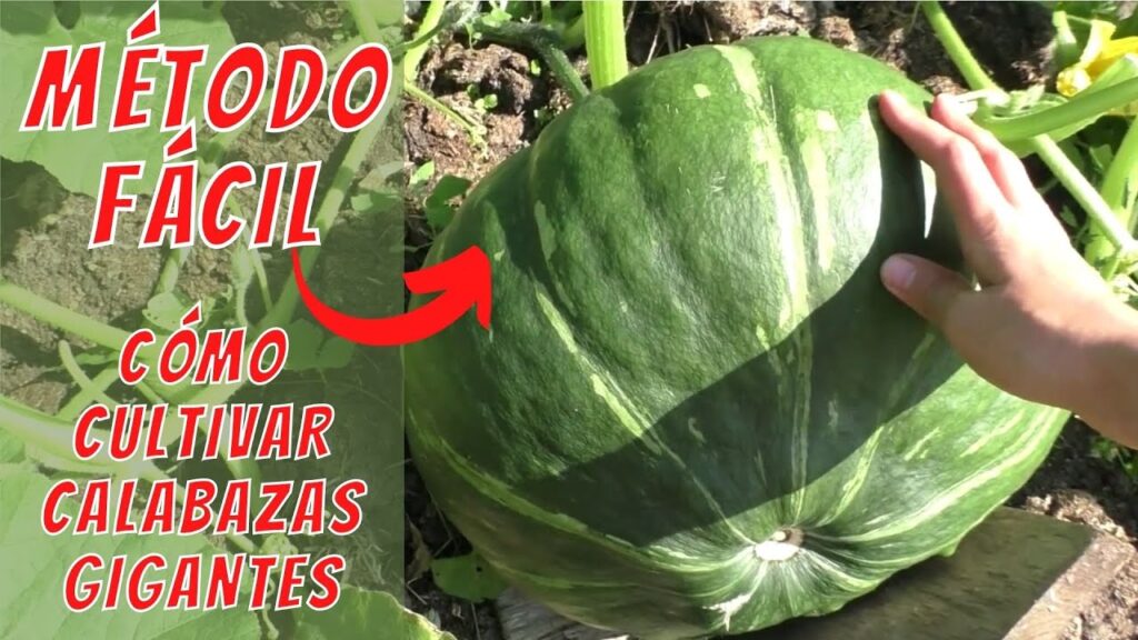 Cómo cultivar calabazas gigantes utilizando leche como fertilizante