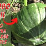 Cómo cultivar calabazas gigantes utilizando leche como fertilizante