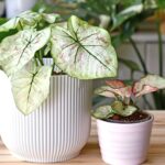 Cómo cultivar caladios en interiores de forma exitosa
