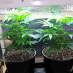 Cómo cultivar cannas en macetas de forma exitosa
