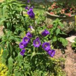 Cómo cultivar Canterbury Bells moradas con follaje exuberante