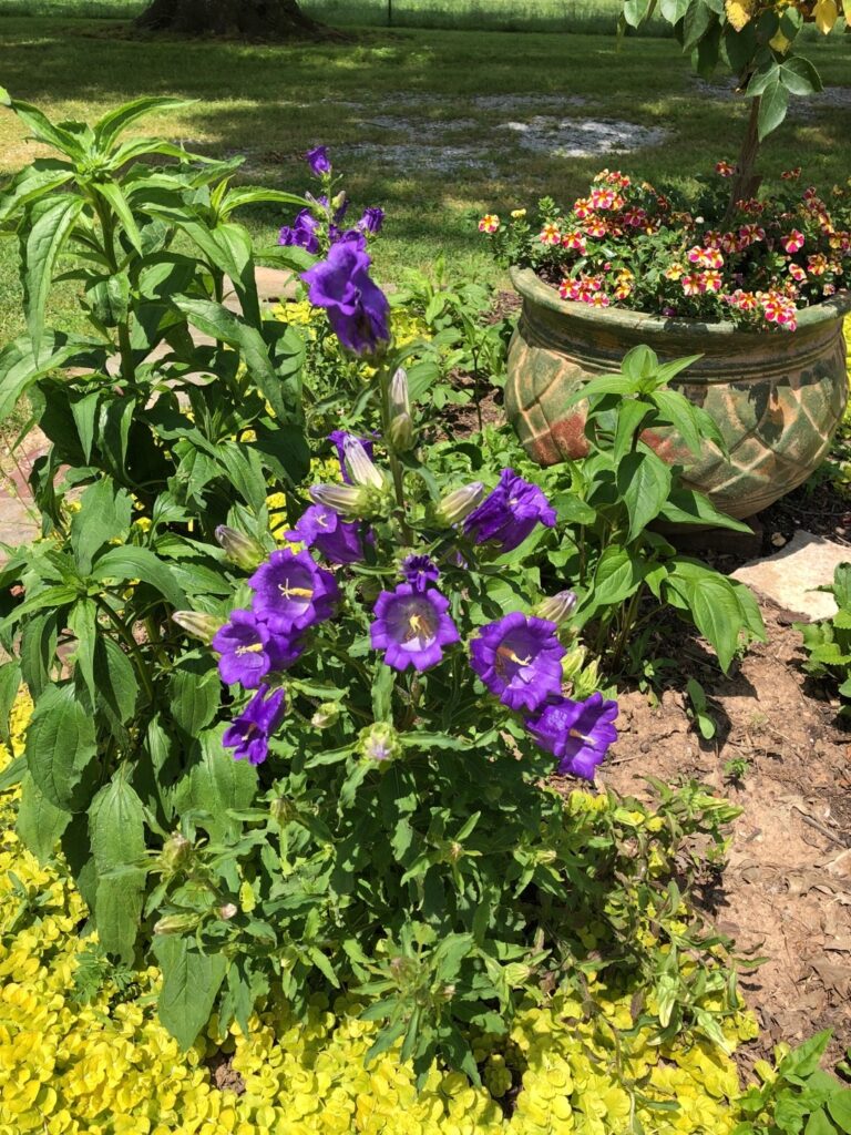 Cómo cultivar Canterbury Bells moradas con follaje exuberante