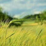 Cómo cultivar cebada como cobertura en el jardín