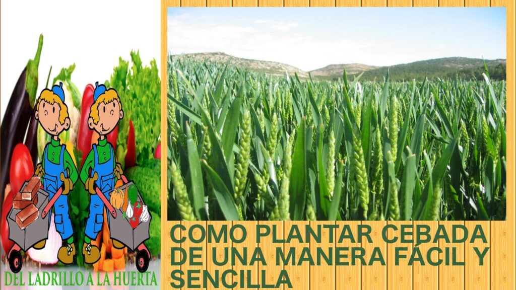Cómo cultivar cebada en casa de manera sencilla