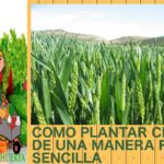 Cómo cultivar cebada en casa de manera sencilla