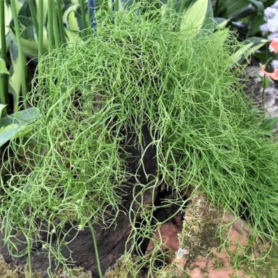 Cómo cultivar cebolla trepadora y cebolla marina Bowiea