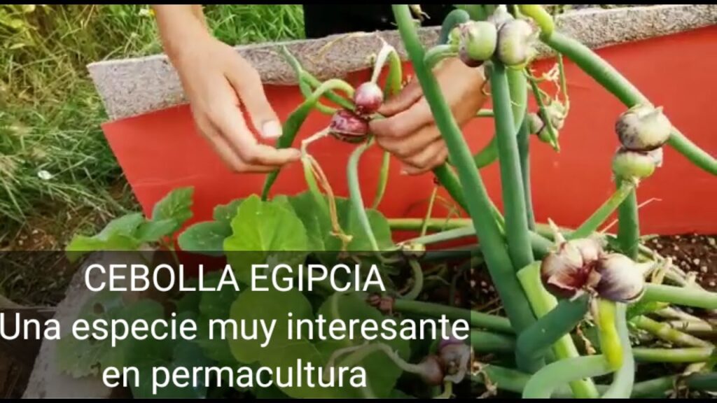 Cómo cultivar cebollas caminantes de forma exitosa