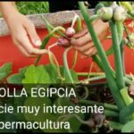 Cómo cultivar cebollas caminantes de forma exitosa