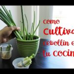 Cómo cultivar cebollino en interiores con éxito