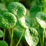 Cómo cultivar Centella Asiática y Gotu Kola en casa