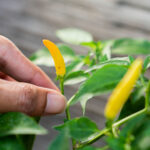 Cómo cultivar chiles Anaheim en tu jardín de forma exitosa