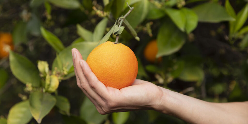 Cómo cultivar cítricos de manera exitosa en la zona 7
