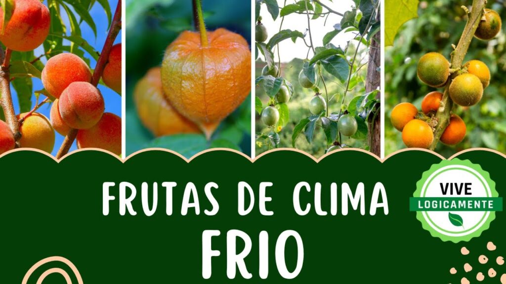 Cómo cultivar cítricos en una zona con clima frío (zona 8)