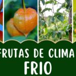 Cómo cultivar cítricos en una zona con clima frío (zona 8)
