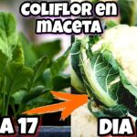 Cómo cultivar coliflor en macetas de forma exitosa