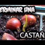 Cómo cultivar con éxito un árbol de castaño rojo en tu jardín