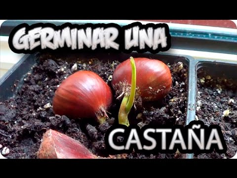 Cómo cultivar con éxito un árbol de castaño rojo en tu jardín