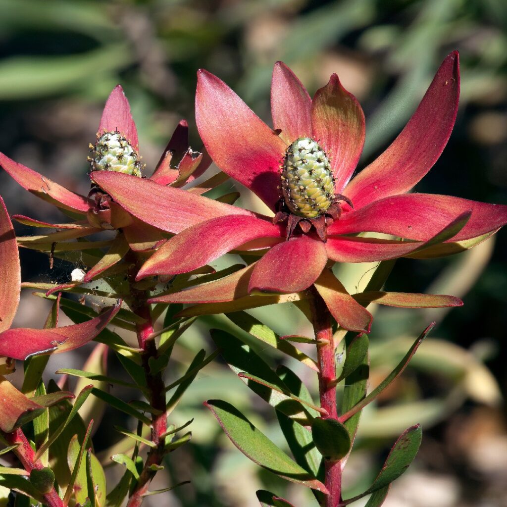 Cómo cultivar correctamente leucadendron en tu jardín